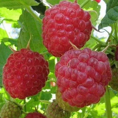 Малина НОВОСТЬ КУЗЬМИНА   Малина НОВОСТЬ КУЗЬМИНА  в Красногорске