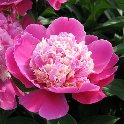 Пион КОРА СТАББС травянистый  Пион КОРА СТАББС травянистый в Красногорске