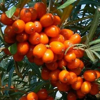 Облепиха ПЛАМЕННАЯ в Красногорске