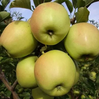 Яблоня СКИФСКОЕ ЗОЛОТО  Яблоня СКИФСКОЕ ЗОЛОТО в Красногорске