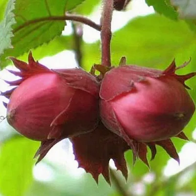 Фундук АЙВЕНГО в Красногорске