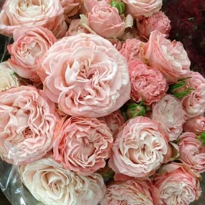 Саженцы роз МАДАМ БОМБАСТИК спрей  Саженцы роз МАДАМ БОМБАСТИК спрей в Красногорске