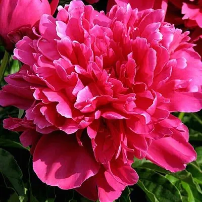 Пион ВИКТУАР ДЕ ЛА МАРН травянистый  Пион ВИКТУАР ДЕ ЛА МАРН травянистый в Красногорске