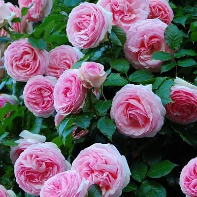 Саженцы роз ПЬЕР ДЕ РОНСАР плетистая  Саженцы роз ПЬЕР ДЕ РОНСАР плетистая в Красногорске