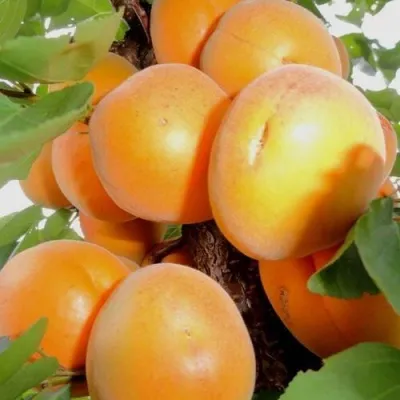 Абрикос ДЕСЕРТНЫЙ — описание сорта Абрикос ДЕСЕРТНЫЙ в Красногорске