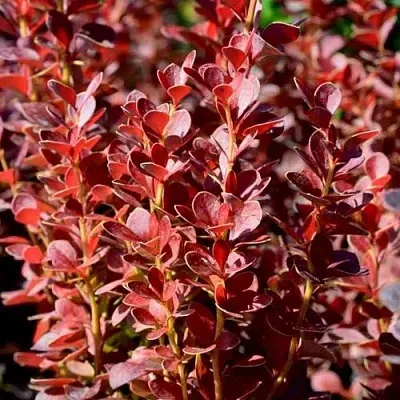 Барбарис ВУЛКАНО тунберга  Барбарис ВУЛКАНО тунберга в Красногорске