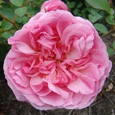 Саженцы роз ХАЙДИ ХОЛЛ английская  Саженцы роз ХАЙДИ ХОЛЛ английская в Красногорске