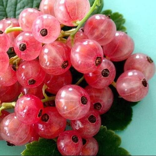 Смородина белая ПРЫГАЖУНЯ (РОЗОВАЯ) в Красногорске