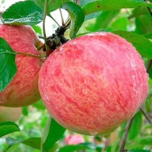 Яблоня КОРИЧНОЕ ПОЛОСАТОЕ в Красногорске