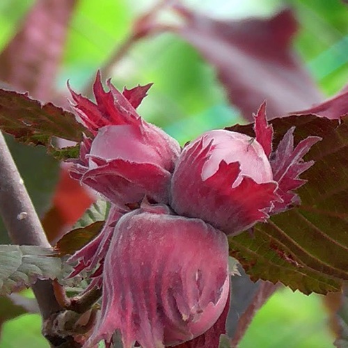 Фундук КАРДИНАЛ в Красногорске