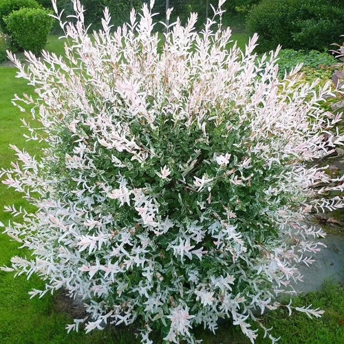Ива ХАКУРО НИШИКИ в Красногорске