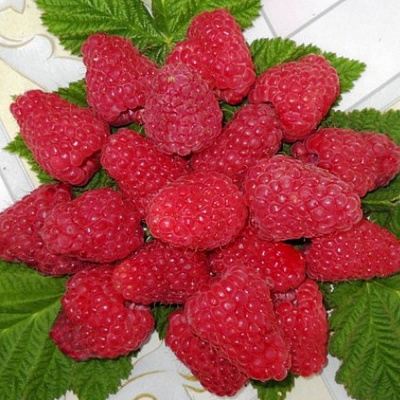 Сладкая в Красногорске