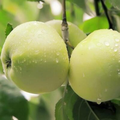 Саженцы яблони оптом в Красногорске