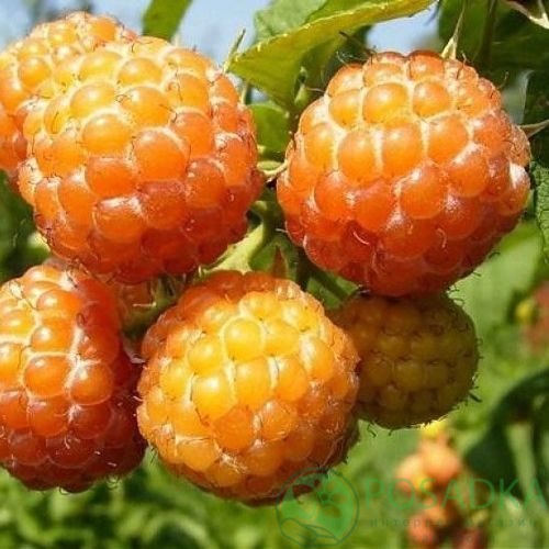 Малина КУМБЕРЛЕНД желтая в Красногорске