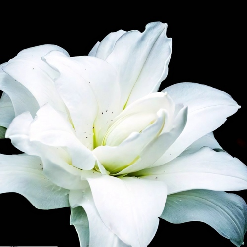 Лилия Лотус Пьюр