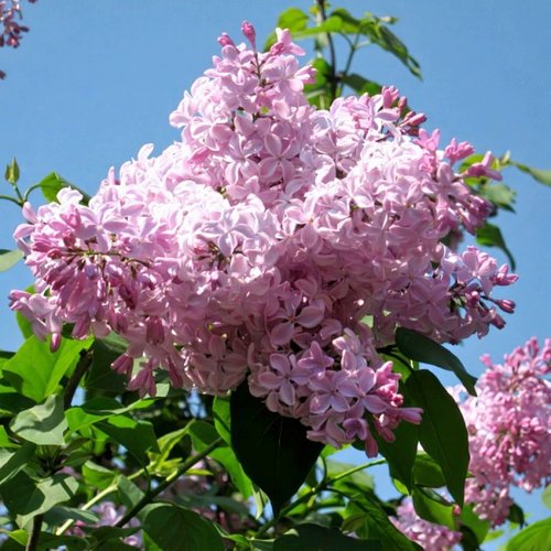 Сирень БУФФОН в Красногорске