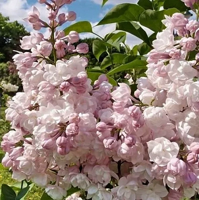 Сирень КРАСАВИЦА МОСКВЫ (привитая) в Красногорске