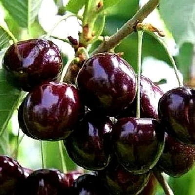 Черешня ДОНЕЦКИЙ УГОЛЁК в Красногорске