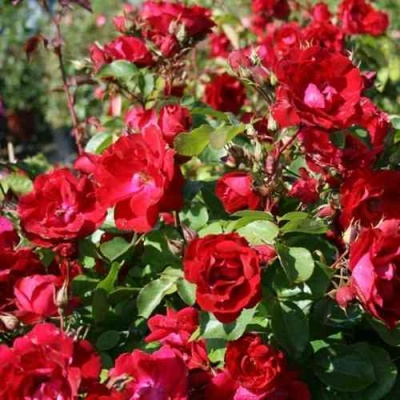 Роза ЧАМПЛЕЙН флорибунда в Красногорске