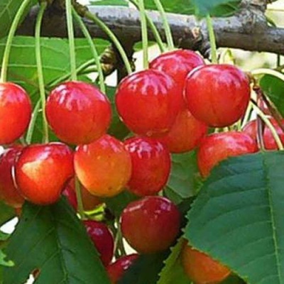 Черешня ДОНЧАНКА в Красногорске