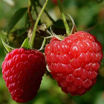 Кустовая в Красногорске