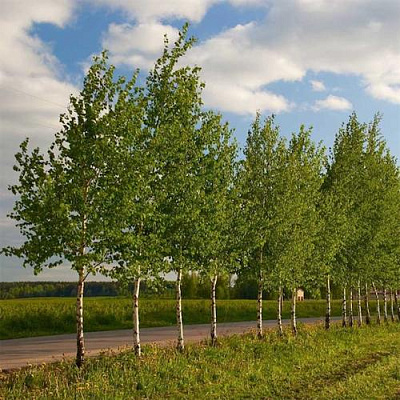 Береза обыкновенная в Красногорске