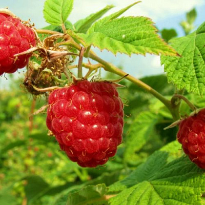 Бесшипная в Красногорске