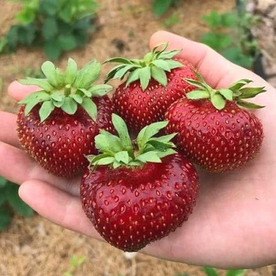 Клубника МАЛЬВИНА в Красногорске