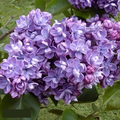 Сирень АМИ ШОТТ в Красногорске