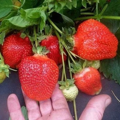 Клубника АЗИЯ в Красногорске