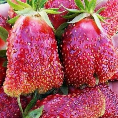 Клубника КУПЧИХА в Красногорске