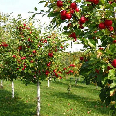 Плодовые деревья в Красногорске