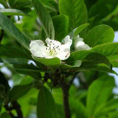 МУШМУЛА  в Красногорске