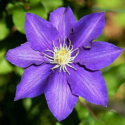 Клематис ЗЕ ПРЕЗИДЕНТ в Красногорске