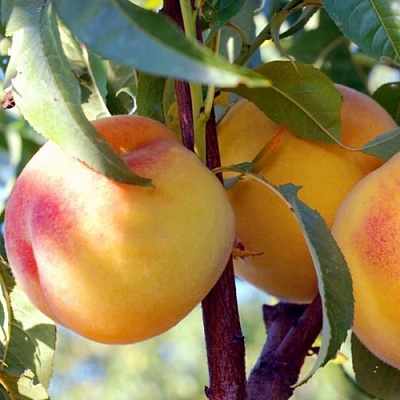 Персики в Красногорске