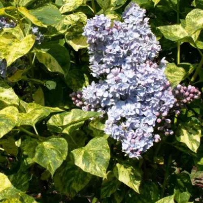 Сирень АУКУБАФОЛИЯ в Красногорске