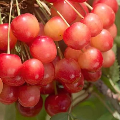 Черешня ЮЛИЯ в Красногорске
