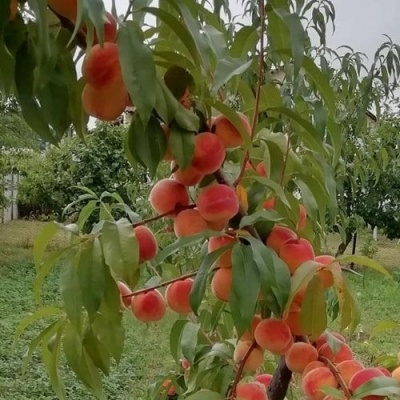 Персик ВУЛКАН в Красногорске