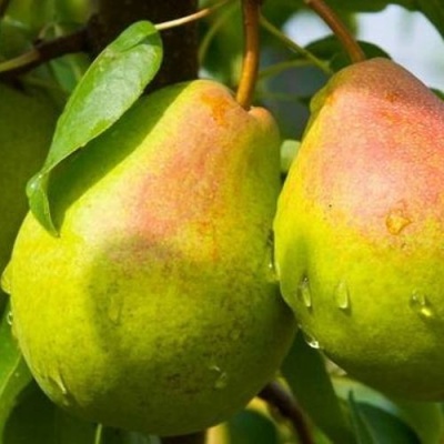 Груша ФЛЕЙТА в Красногорске
