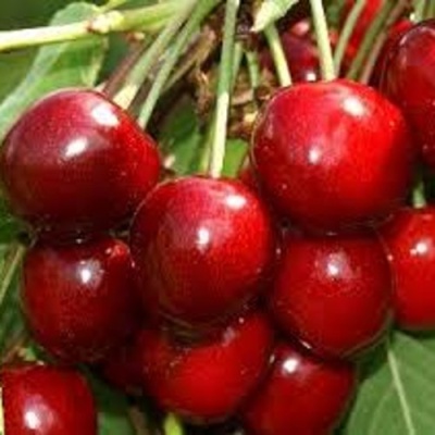 Черешня МИНЧАНКА в Красногорске