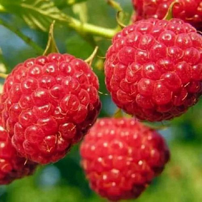 Поздняя в Красногорске