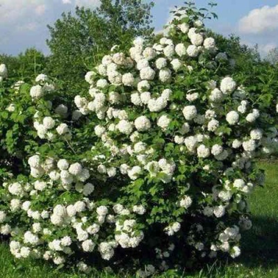 Калина БУЛЬДЕНЕЖ в Красногорске