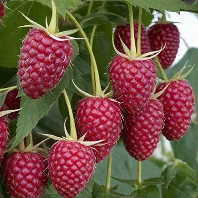 Высокая в Красногорске