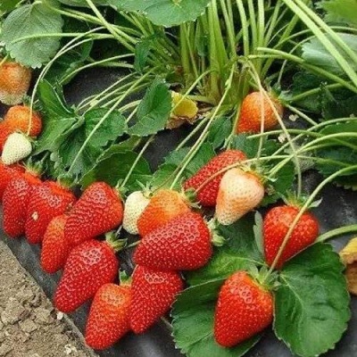 Клубника РОКСАНА в Красногорске