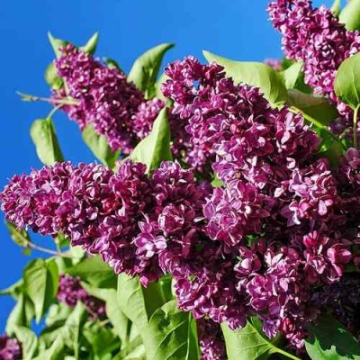 Сирень ЧАРЛЬЗ ДЖОЛИ в Красногорске