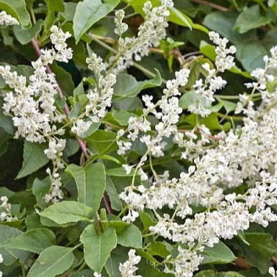 Фаллопия АУБЕРТА в Красногорске