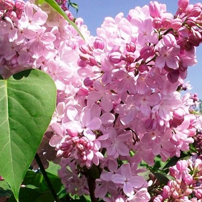 Сирень АДЕЛИНА в Красногорске