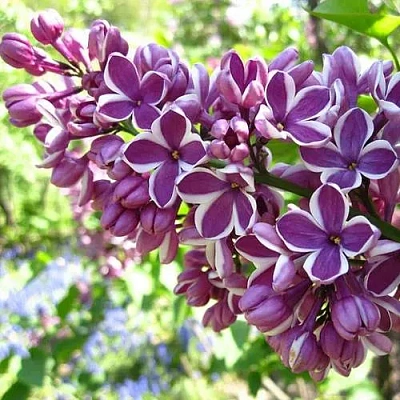 Сирень СЕНСАЦИЯ (привитая) в Красногорске