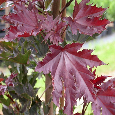 Клен КРИМСОН СЕНТРИ остролистный в Красногорске