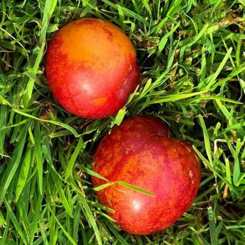 Шарафуга НЕКТАРИННАЯ в Красногорске